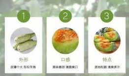 吃的大角瓜,探寻美食与自然的完美邂逅