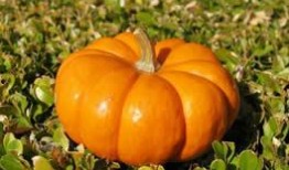 梦见吃自己的瓜,揭秘“吃瓜”背后的心理密码