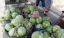 新疆博乐吃瓜事件,一场引发热议的街头冲突