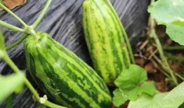 在网上吃瓜的人,揭秘虚拟世界中的围观文化