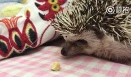 dm尼克吃瓜狼,一场奇妙的跨界冒险之旅