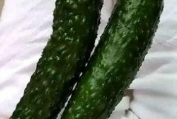 吃货瓜小瓜,探寻美食世界的奇妙之旅