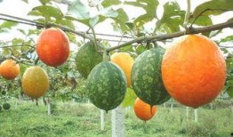 吃吊瓜是什么姿势,品味独特，解锁最佳食用姿势