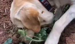 狗不狗吃瓜,揭秘网络热议背后的真相