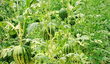 带你吃瓜253集,揭秘娱乐圈幕后故事