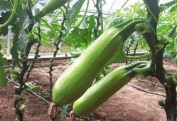 吃二钾双瓜,探寻神奇食材的养生奥秘