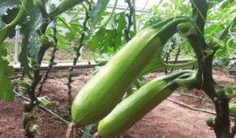 吃二钾双瓜,探寻神奇食材的养生奥秘