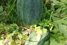 吃瓜动态萌图,跟随萌图探寻吃瓜界的欢乐瞬间