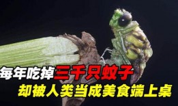 大蚊子吃瓜,揭秘夏日消暑新潮流