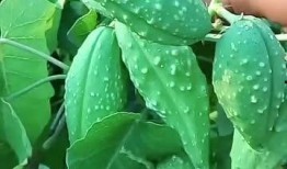 诡异植物吃瓜图片