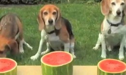 狗不狗吃瓜,揭秘网络热议背后的真相