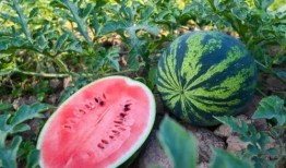 长垣吃瓜事,揭秘背后真相与网络舆论风暴