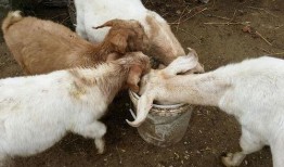 来姨妈可不可以吃羊瓜,羊瓜食用指南”