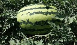 沙漠直播吃瓜,直播中的瓜果盛宴