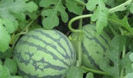 怀孕了可以吃小瓜,小瓜助力健康孕育之旅