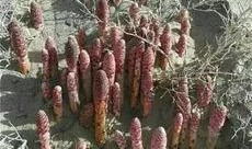 瓜州人吃土,食土习俗背后的文化传承与生存智慧