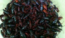 茅茅虫吃瓜,一场生态与自然的和谐交响