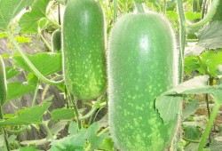 划水摸鱼吃瓜图片大全,划水摸鱼吃瓜，欢乐瞬间大盘点