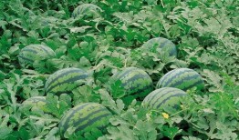 镭塔吃瓜墙,揭秘虚拟世界中的热门话题与趣味瞬间