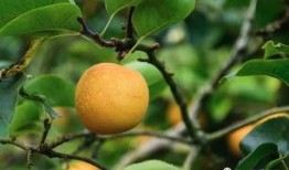 连州吃瓜,一场别开生面的“吃瓜”之旅