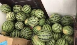 吃花吃瓜视频大全,吃花吃瓜视频大全精选集锦