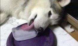 吃瓜被狗舔,一场意外的“亲密接触”