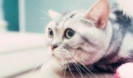 猫咪吃瓜吃吐了怎么回事,探究猫咪吃瓜后呕吐的原因及应对措施