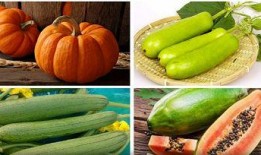 立秋吃瓜视频全集,跟随视频全集探寻传统美食文化