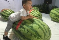 兰山事件吃瓜,揭秘背后真相，吃瓜群众如何看