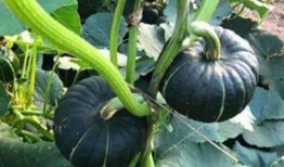 东方小韩吃瓜,揭秘娱乐圈幕后故事