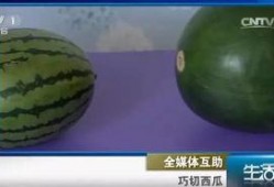 吃瓜不吐籽变成西瓜,探索西瓜的奇妙之旅
