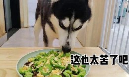 凉瓜能给狗吃吗怎么吃,如何安全地给狗狗食用凉瓜