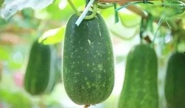 一起采瓜吃瓜的说说,一起分享甜蜜时光