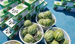 婷子吃瓜,揭秘娱乐圈幕后故事