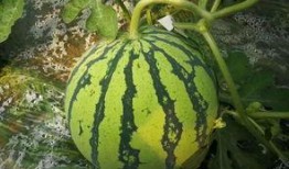 西瓜群众吃大瓜,共享大瓜的甜蜜时光