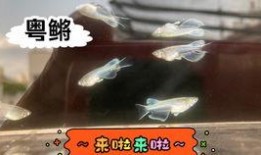 青鳉吃瓜,瓜果飘香中的生态美味之旅