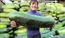 吃瓜群众种的瓜,揭秘吃瓜群众种植的瓜果传奇