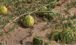 在沙漠边吃的瓜叫沙漠瓜,沙漠边缘的独特美味