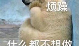 吃瓜群众图片狗,吃瓜群众视角下的狗狗萌态大盘点