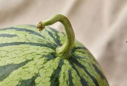 上海某吃瓜群,揭秘都市生活里的八卦风云