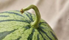 上海某吃瓜群,揭秘都市生活里的八卦风云