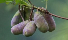 吃八月瓜的野果