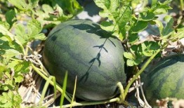 吃瓜爱客,揭秘娱乐圈背后的故事与真相