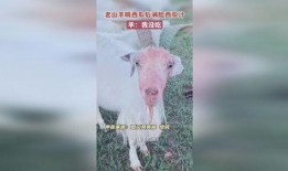 来姨妈可不可以吃羊瓜,羊瓜食用指南”