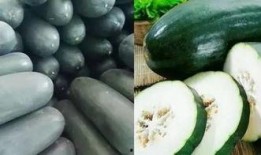 吃瓜群众种的瓜,揭秘吃瓜群众种植的瓜果传奇