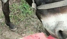 驴子吃瓜,趣味横生的田园生活瞬间