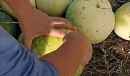 打开吃瓜的视频,揭秘吃瓜视频背后的娱乐真相