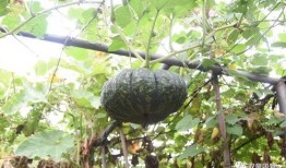 开启吃瓜系统,开启吃瓜系统，带你领略娱乐热点背后的真相