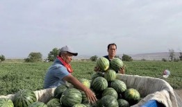 岳西吃瓜现场,揭秘当地特色美食背后的故事