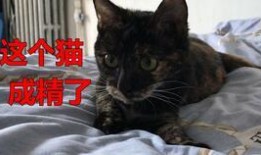 喵sir吃瓜,揭秘娱乐圈那些不为人知的幕后故事